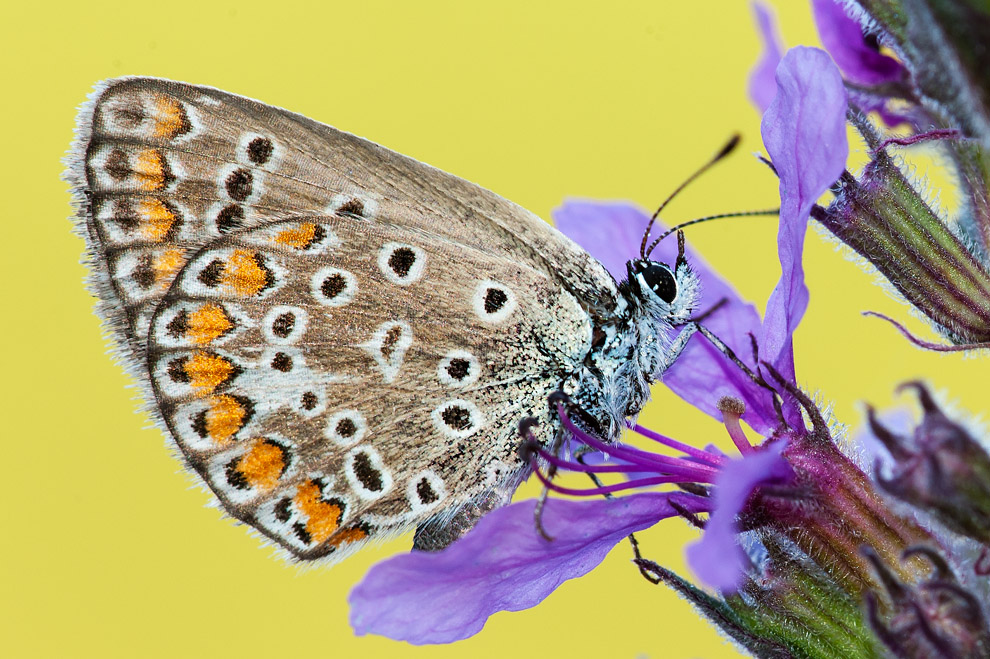 Farfalla n 2 - Polyommatus sp.